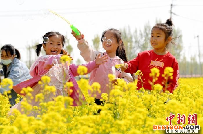 4月18日码头镇大龙湾村油菜花盛开绽放，小朋友在花丛中玩耍。 苗凤强 摄