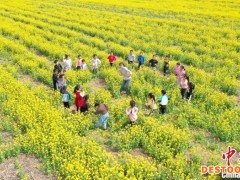 河北阜城：油菜花开醉游人 成乡村振兴“致富花”