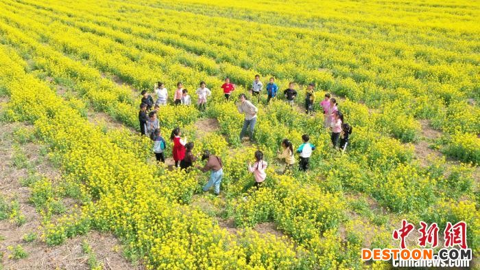 河北阜城：油菜花开醉游人成乡村振兴“致富花”