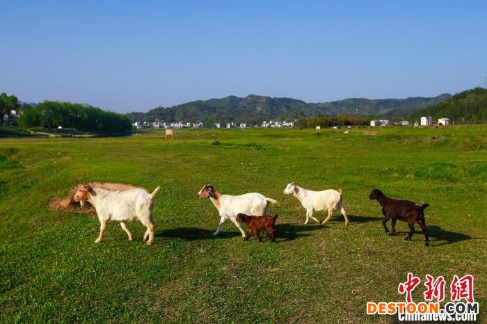 在安徽省黄山市歙县新安村，牛羊成群在草地上觅食。 施亚磊 摄