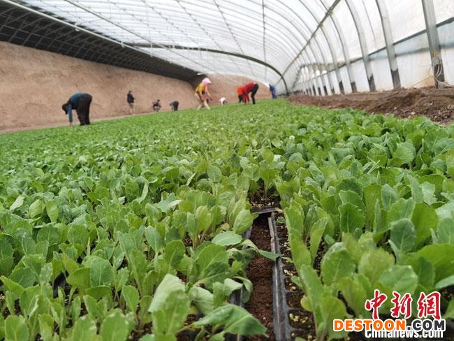 4月中旬，甘肃金昌市金川区一处温室大棚里，绿油油的蔬菜苗长势喜人。 冯志军 摄