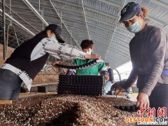 甘肃金昌戈壁滩育“菜篮子”全年无休：两天内抵粤港澳大湾区