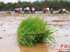 袁隆平超级杂交水稻蒙自示范基地移栽秧苗