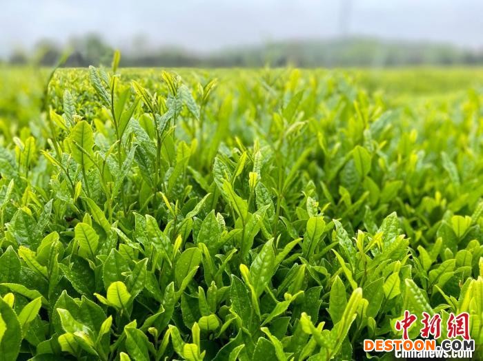 茶树长出嫩叶 项菁 摄