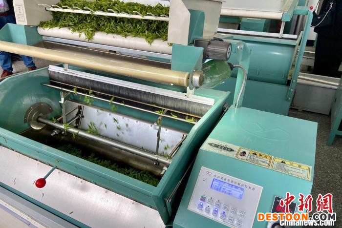 自动化机器正在炒茶 项菁 摄
