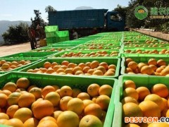 夏橙是夏季成熟的吗？夏橙什么品种好吃？