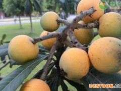 枇杷是什么季节的水果？如何挑选好吃的枇杷？