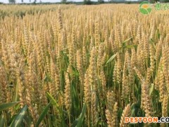 2022河南小麦价格多少钱一斤？