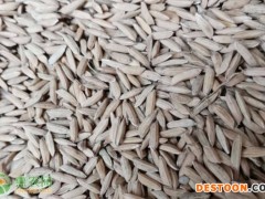 大米保质期一般是多长时间？