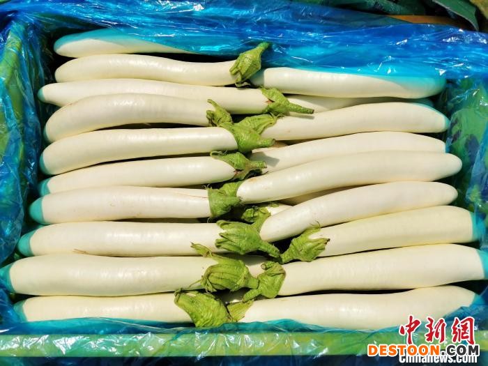 品相好的白茄被装筐销往珠三角城市 李晓春 摄