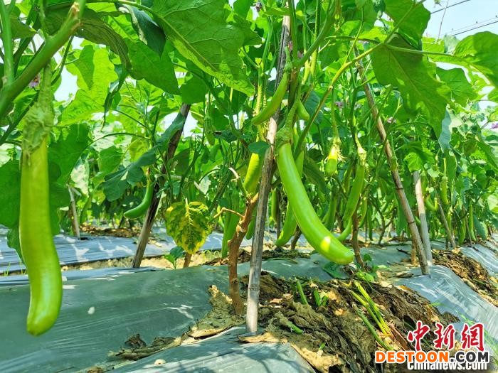 绿色茄子长势喜人 李晓春 摄