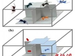研究发现：给大蚁蛛照镜子可降低其攻击性