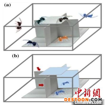 图为研究成果。 中国科学院西双版纳热带植物园供图