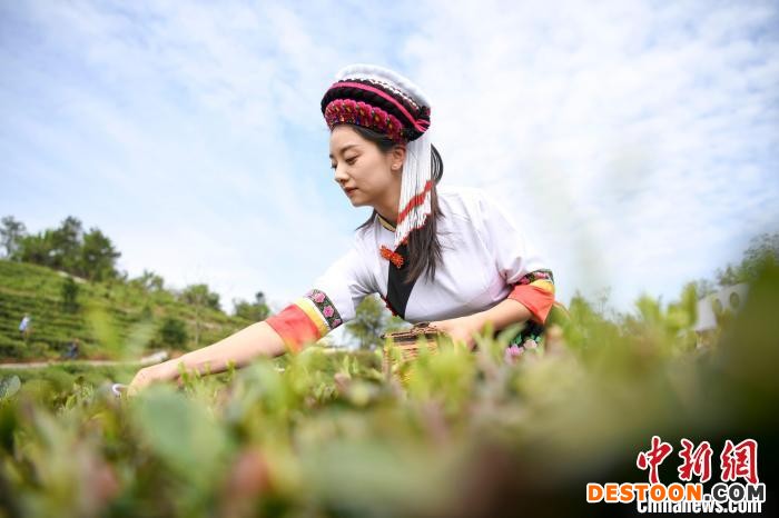 白族村民身着民族服饰采摘白茶。 杨华峰 摄