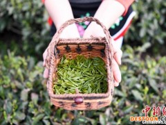 湖南桑植白茶进入春茶采摘季 白族村民采茶忙