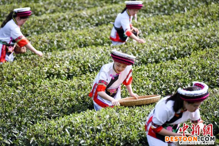 白族村民在茶园采摘。 杨华峰 摄