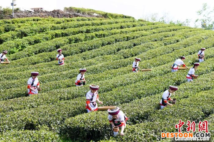 众多白族村民身着民族服饰走进茶园采摘。 杨华峰 摄