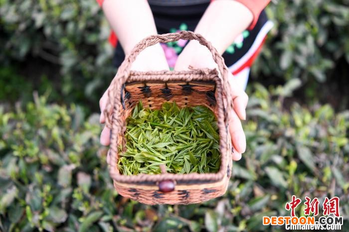 白族村民展示采摘的白茶。 杨华峰 摄