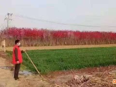 河北安国：防疫春耕两不误