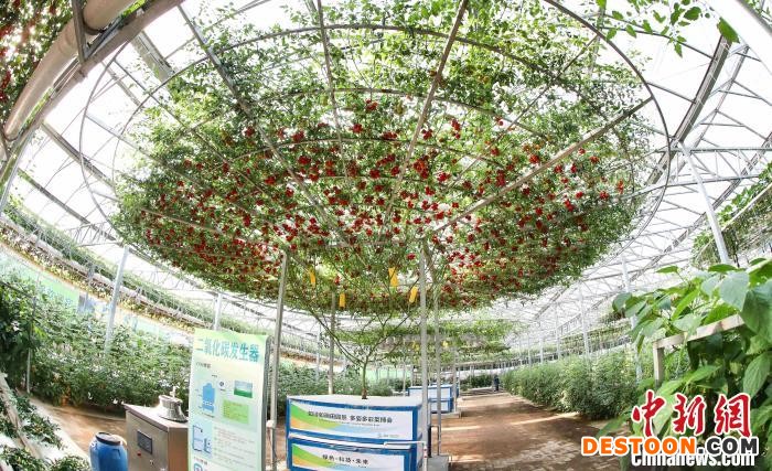 图为采用树式栽培技术的番茄，单株覆盖面积可达150平方米，累计结果6000多斤。 刘敏 摄