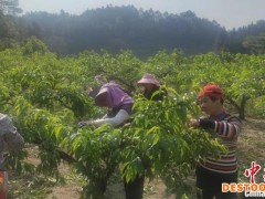 【十年@每一个奋斗的你】川妹子结缘炎陵黄桃十余年：从种植“门外汉”到致富带头人