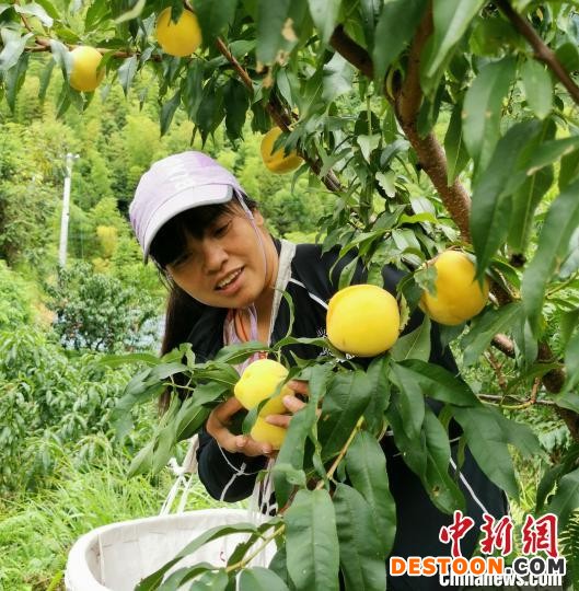 黎福兰和她种植的黄桃。(资料图) 受访者供图