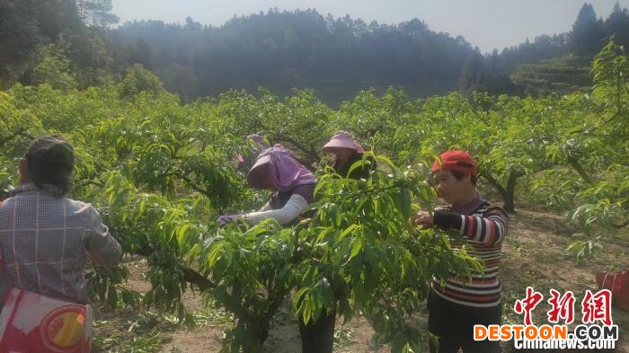 黎福兰家的桃园位于平均海拔1000米以上的炎陵县坳头村。 张和生 摄