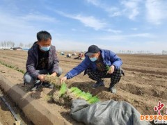 【十年@每一个奋斗的你】内蒙古新型农牧民成“绿领” 致富路上“葱”满希望