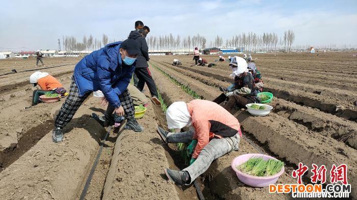 图为李建桥承包100亩地种植大葱。 刘源丰 摄
