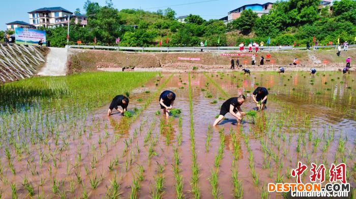 村民正在进行插秧比赛。 刘春 摄
