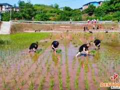 四川泸州：高标准农田里插秧忙 谷雨鼓劲战春耕