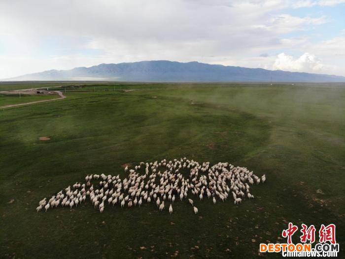 图为航拍镜头下甘肃山丹马场草原上的羊群。(资料图) 杨艳敏 摄