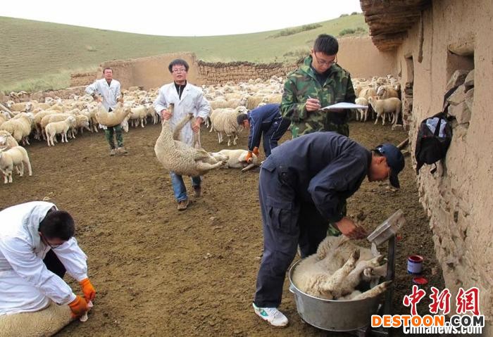 甘肃“羊专家”在天祝县开展肉羊防疫和生长观测工作。(资料图) 甘肃农业大学供图