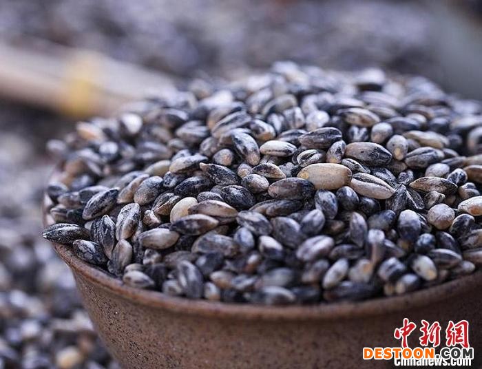 图为青藏高原上的黑青稞。(资料图) 天津援青指挥部供图