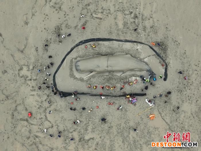 图为航拍在滩涂上搁浅的抹香鲸。 黄晶晶 摄