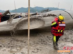浙江象山搁浅抹香鲸重回大海 专家建议或可加强后续观察