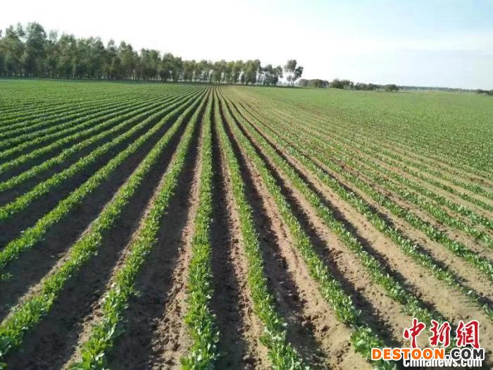 泰来县的中药材种植基地。 黑龙江省农业农村厅提供