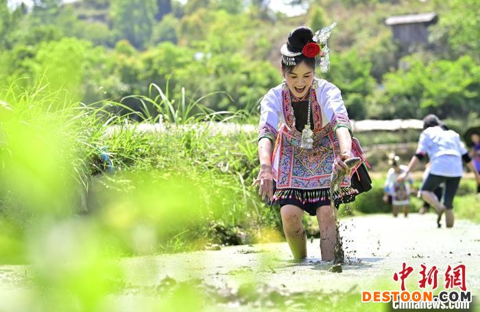 一名主播在巨洞村“云上谷雨节”活动现场体验稻田抓鱼。 吴德军 摄