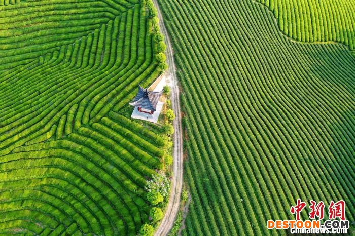 一行行的春茶，犹如一条条飘落在大地上的绿色“彩带”。 程新德 摄