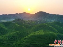 航拍江西婺源千亩茶园基地 如绿色彩带美不胜收