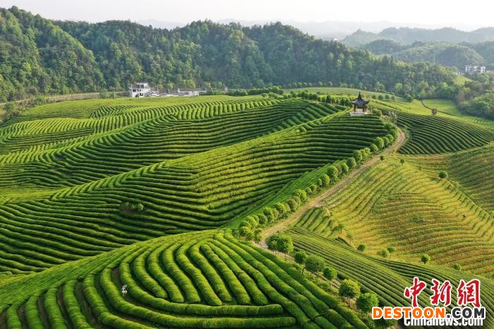 一行行的春茶，犹如一条条飘落在大地上的绿色“彩带”。 程新德 摄