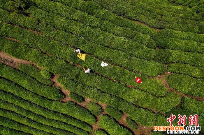 茶农正在采摘新鲜茶叶。 唐哲 摄