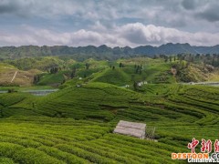 贵州茶农采收谷雨茶 留住“春天”的味道