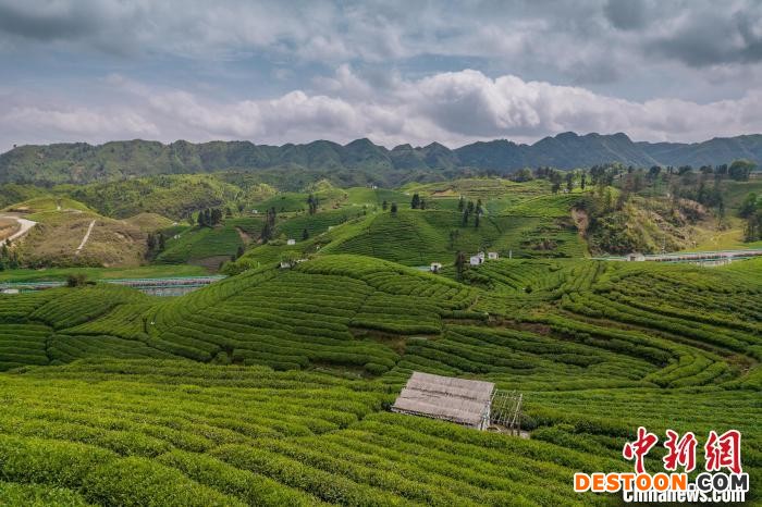 贵定县云雾茶园。 唐哲 摄