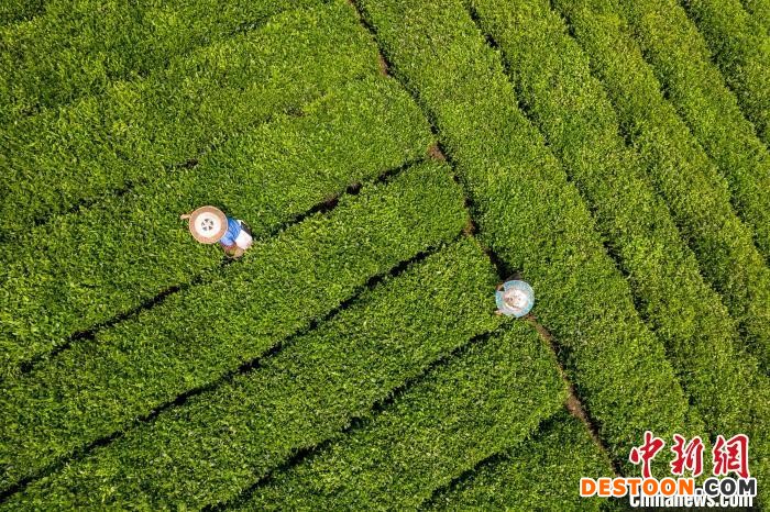 茶农正在采摘新鲜茶叶。 唐哲 摄
