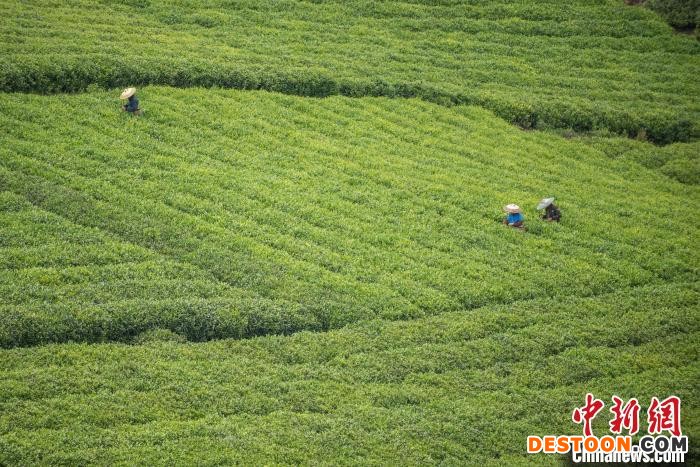 茶农采摘谷雨茶。 唐哲 摄