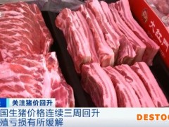 涨！涨！涨！猪肉价格反弹了！为什么？接下来怎么走