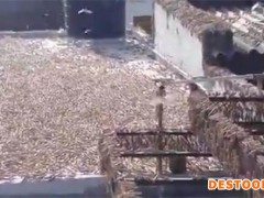 印度新冠疫情肆虐 蝗灾又至：300万人口大城市蝗虫蔽日 屋顶密密麻麻！