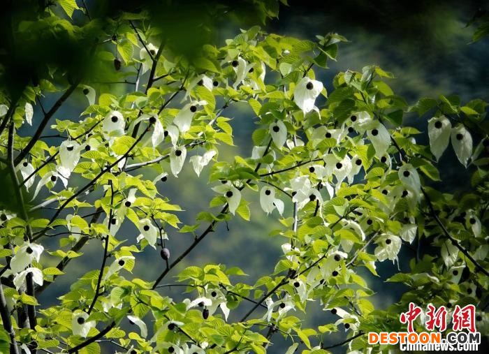 珙桐花美丽绽放，白色的花朵迎风飘动，犹如漫天飞舞的白鸽。 胡宇 摄