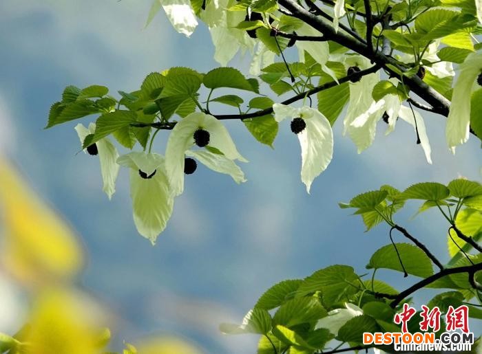 珙桐花美丽绽放，白色的花朵迎风飘动，犹如漫天飞舞的白鸽。 胡宇 摄